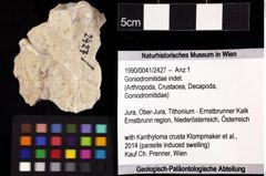 Foto (Objket + Etiketten) von Goniodromitidae indet. 